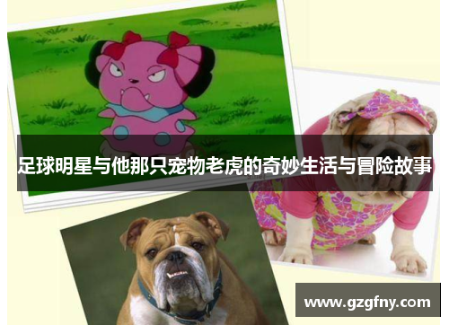 足球明星与他那只宠物老虎的奇妙生活与冒险故事